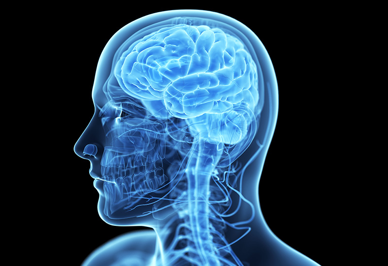 Brain