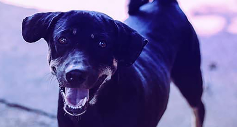 Calgary Dog Attack Attorneys